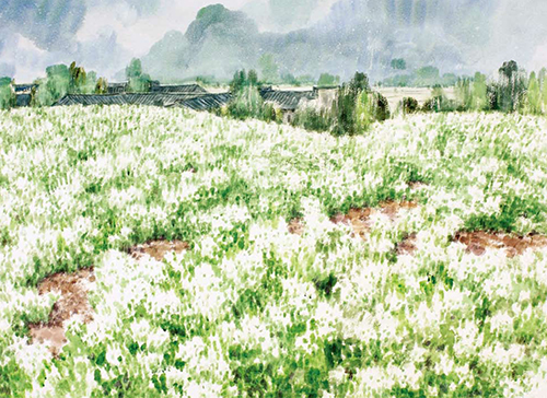 油菜花系列